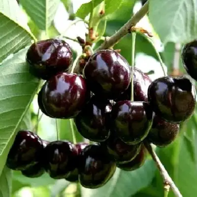 Дюк НОЧКА в Волковыске