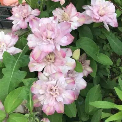 Клематис ИННОСЕНТ БЛАШ в Волковыске