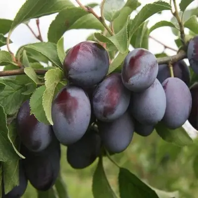 Слива РЕНКЛОД в Волковыске