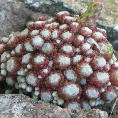 Молодило ГНАФАЛИУМ в Волковыске