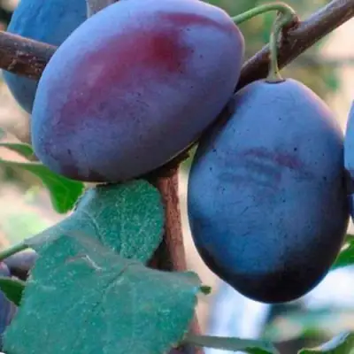 Слива СМОЛИНКА в Волковыске