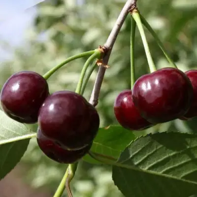 Вишня ЖАДАНА в Волковыске