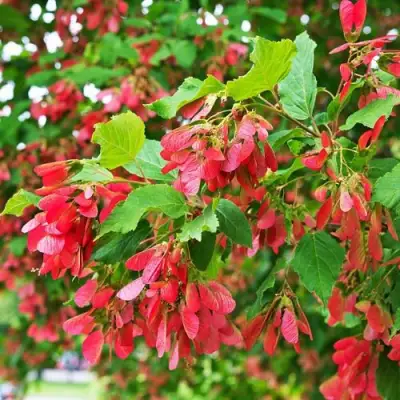 Клен татарский в Волковыске