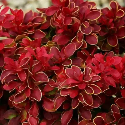 Барбарис РЕД ХОТ ЧИЛИ тунберга в Волковыске