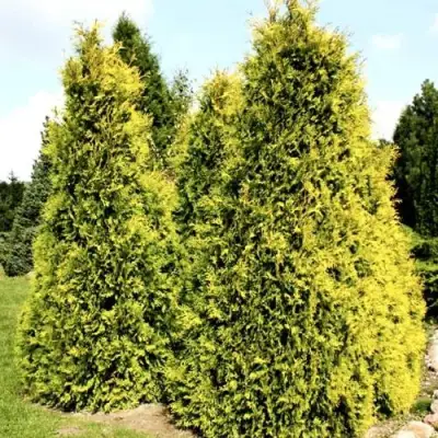 Туя САЛЛАНД западная в Волковыске