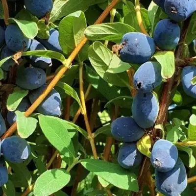 Жимолость съедобная КЛУБНИЧНАЯ СЕНСАЦИЯ в Волковыске