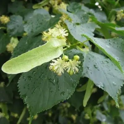 Липа мелколистная в Волковыске