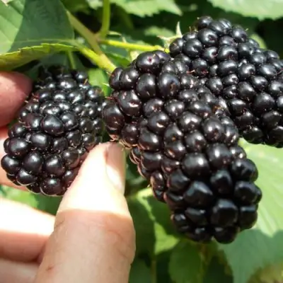 Ежевика НАТЧЕЗ бесшипная  в Волковыске