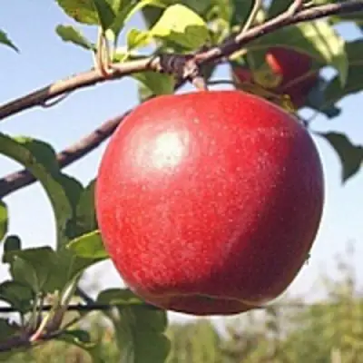 Яблоня ЛИГОЛ в Волковыске