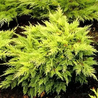Можжевельник МОРДИГАН ГОЛД средний в Волковыске