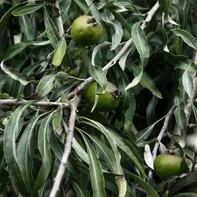 Груша ИВОЛИСТНАЯ в Волковыске