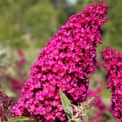 Буддлея давида РОЯЛ РЕД в Волковыске