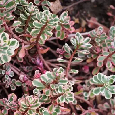 Очиток (седум) ТРИКОЛОР ложный в Волковыске