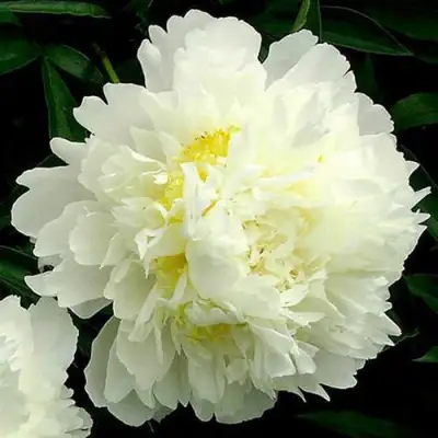 Пион ЗОЛОТОЙ ОРЕОЛ травянистый в Волковыске