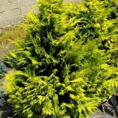 Кипарисовик ГОЛДЕН ВОНДЕР лавсона в Волковыске