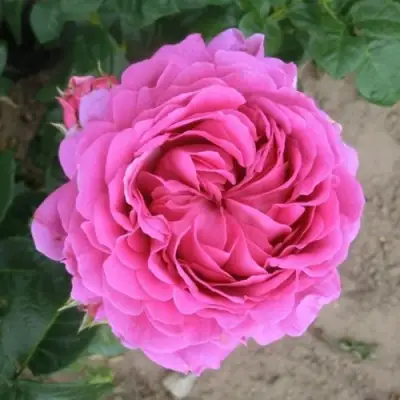 Роза АНУШКА чайно-гибридная в Волковыске