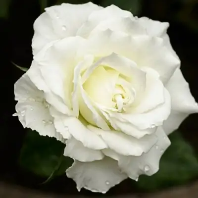 Роза МОНДИАЛЬ чайно-гибридная в Волковыске