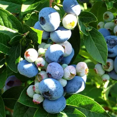 Голубика ВЕЙМУТ в Волковыске