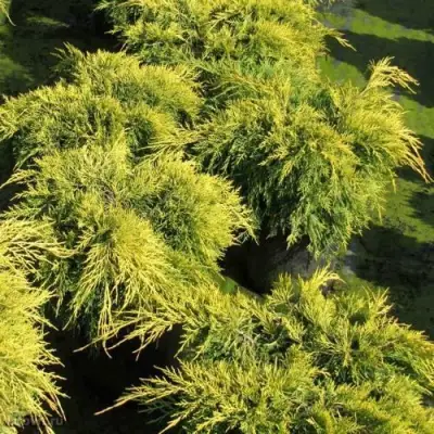 Можжевельник КИНГ ОФ СПРИНГ средний в Волковыске