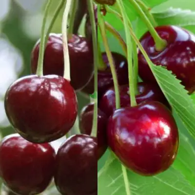 Комплект ВИШНЕВЫЙ ТАНДЕМ в Волковыске