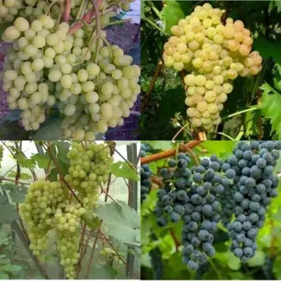 Комплект ВИНОГРАДНАЯ РАДУГА в Волковыске