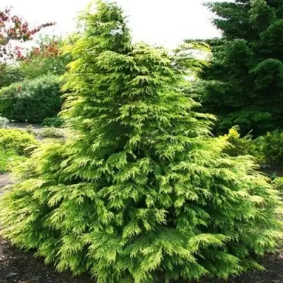 Кипарисовик САНКИСТ лавсона в Волковыске