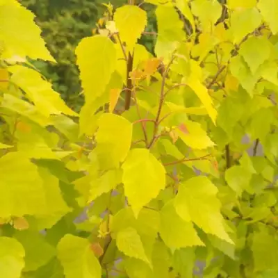 Берёза ГОЛДЕН ОБЕЛИСК повислая  в Волковыске