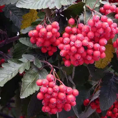 Рябина БОЯРЫШНИКОПЛОДНАЯ сладкоплодная в Волковыске