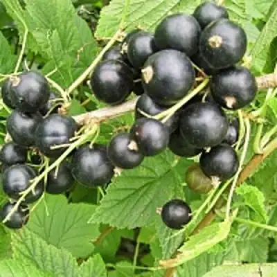 Смородина чёрная ЧЁРНЫЙ АИСТ в Волковыске