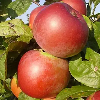 Яблоня АКСАМИТ в Волковыске