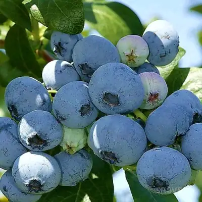 Голубика НУИ в Волковыске