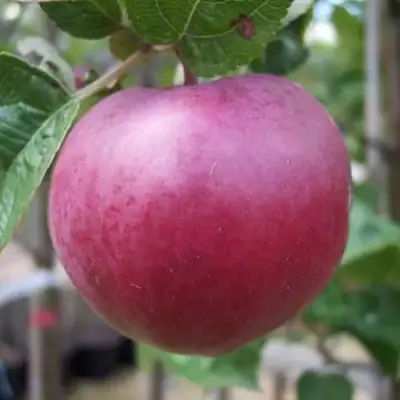 Яблоня НОРИС в Волковыске