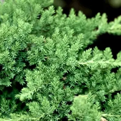 Можжевельник НАНА лежачий в Волковыске