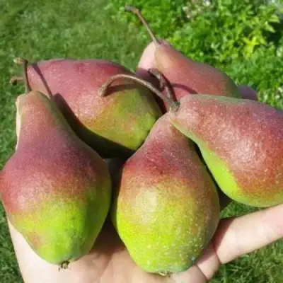 Груша ЯКОВЛЕВСКАЯ в Волковыске