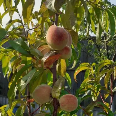 Персик ЕЛГАВСКИЙ в Волковыске