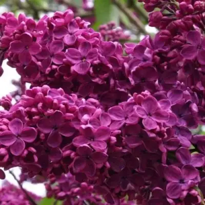 Сирень ЧАРЛЬЗ ДЖОЛИ в Волковыске