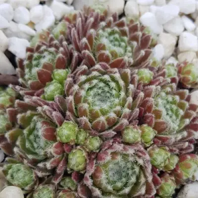 Молодило МОРКЕРС МЕРИТ в Волковыске