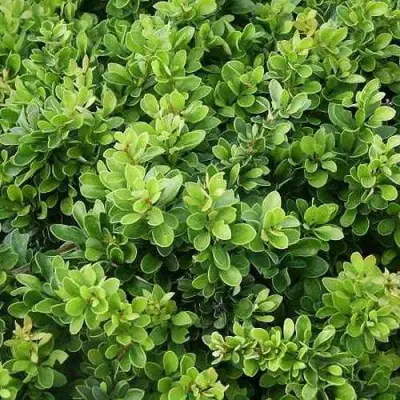 Барбарис КОБОЛЬД тунберга в Волковыске