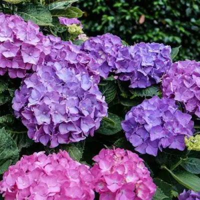 Гортензия ГАМБУРГ крупнолистная в Волковыске