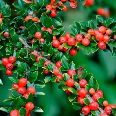 Кизильник горизонтальный в Волковыске