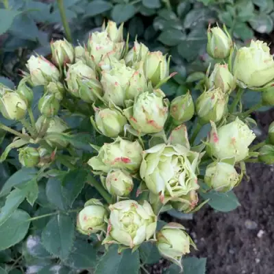 Роза ЛУВИАНА спрей в Волковыске