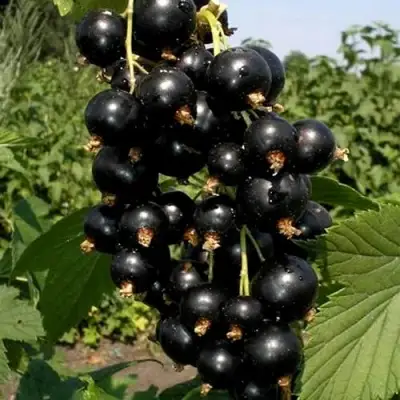 Смородина чёрная ВИНОГРАДНАЯ в Волковыске