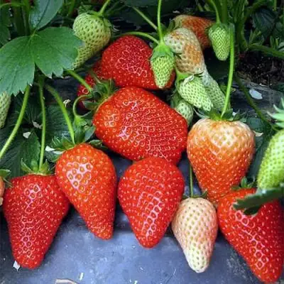 Клубника РОКСАНА в Волковыске