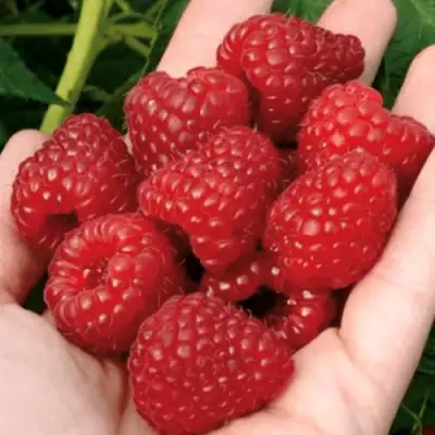 Малина РУБИФОЛ в Волковыске