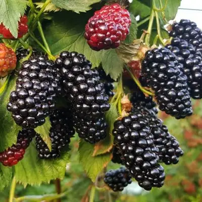 Ежевика НАТЧЕЗ бесшипная  в Волковыске