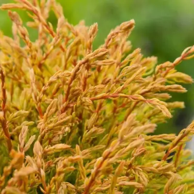 Туя ГОЛДЕН ТАФФЕТ западная в Волковыске