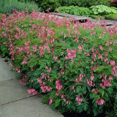 Дицентра изящная в Волковыске