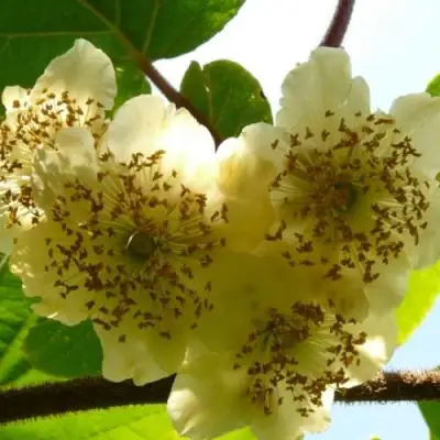 Актинидия АТЛАС (МУЖСКОЙ) киви в Волковыске