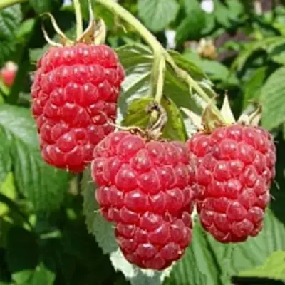 Малиновое дерево ТАРУСА в Волковыске