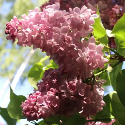 Сирень МЕДОВЫЙ СПАС в Волковыске